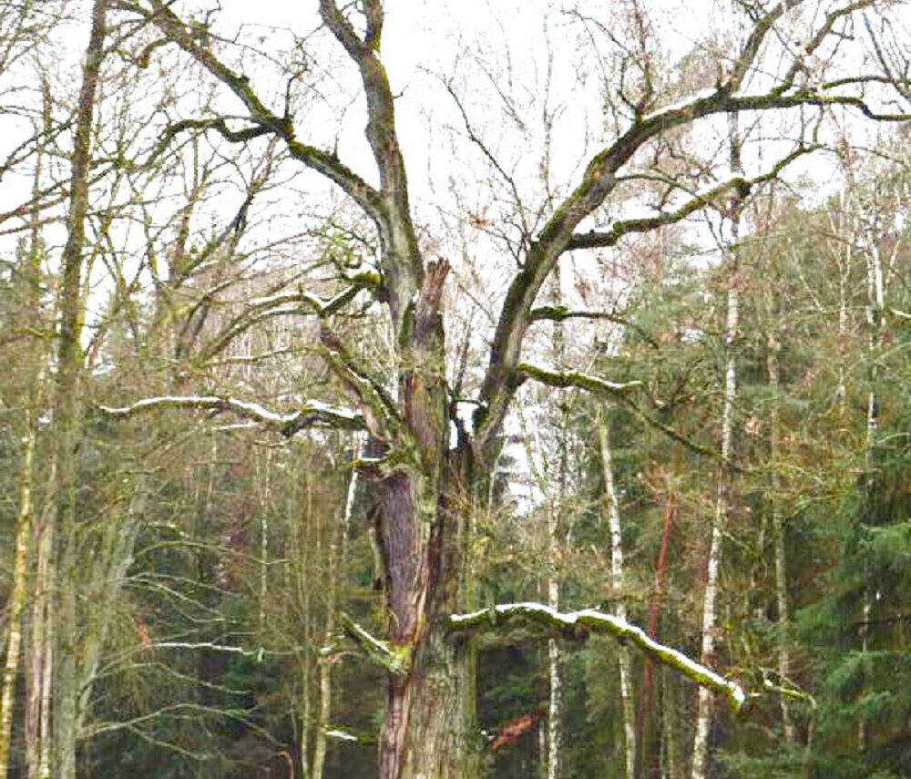 Alte Eiche an der Hirschtränke