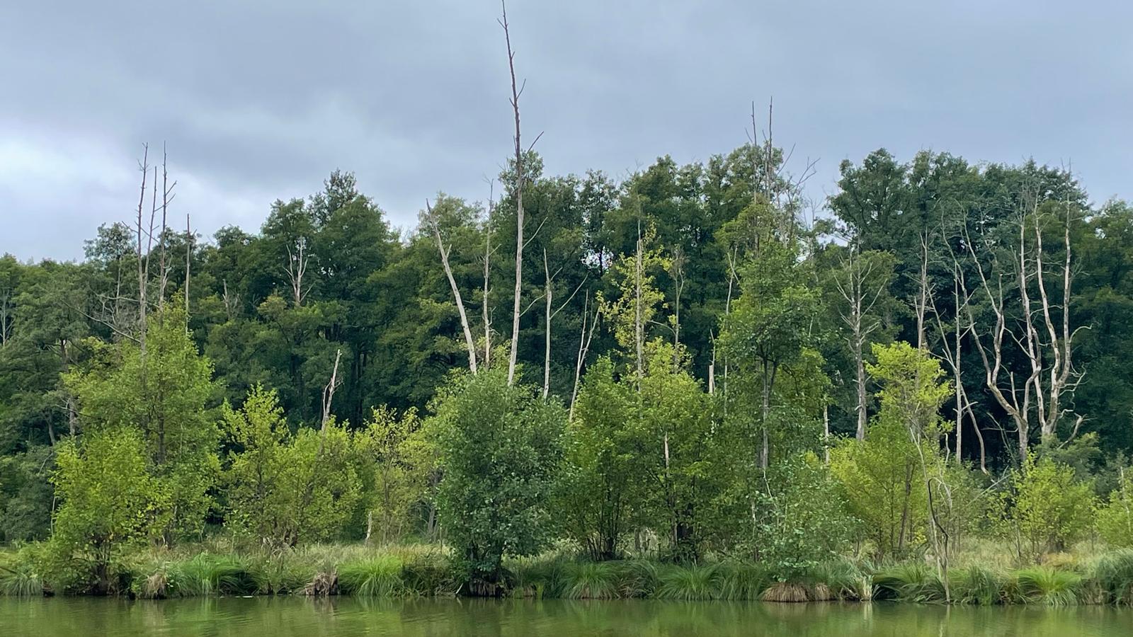 Ansicht einer Moorlandschaft mit See und Wald