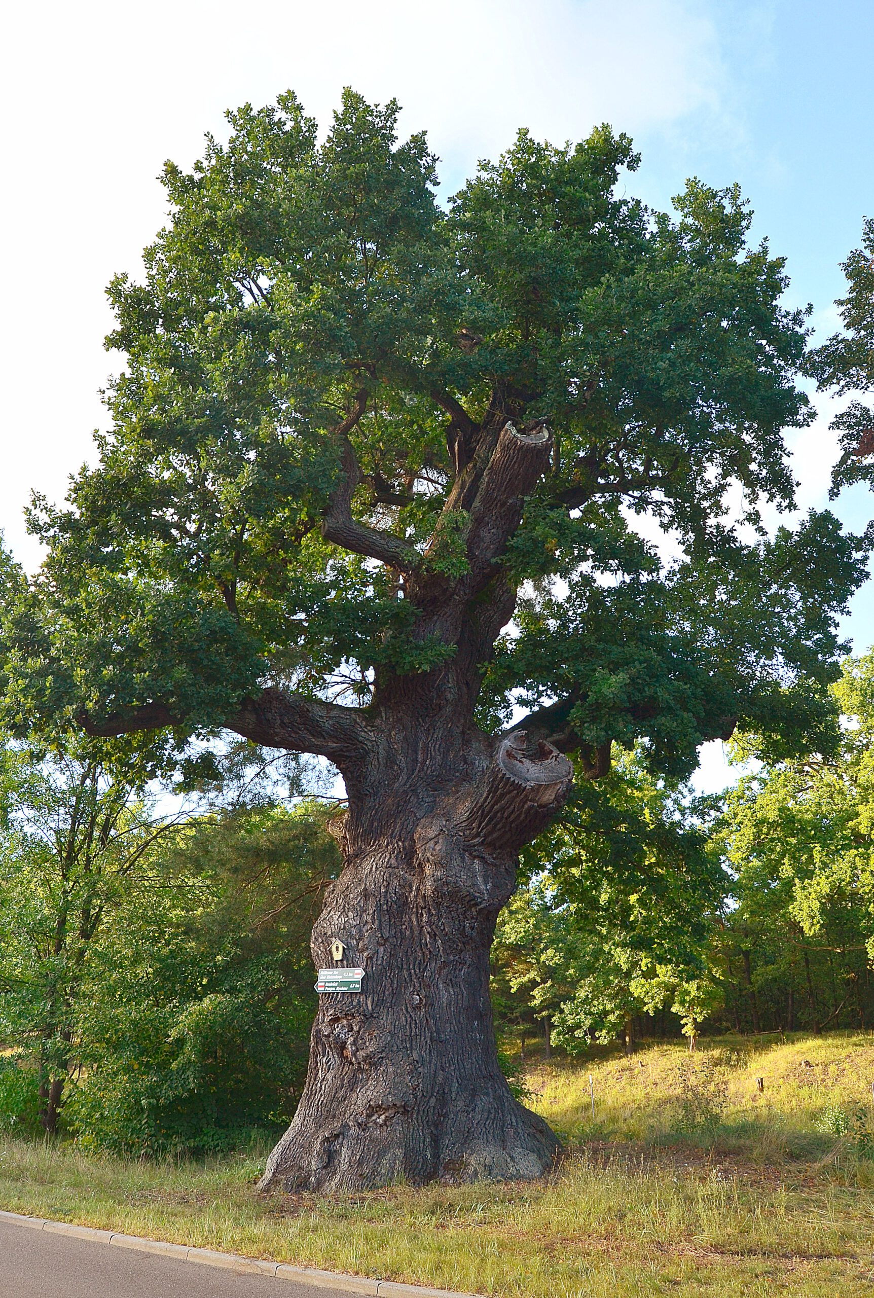Baumriese als lebender Geschichtsträger