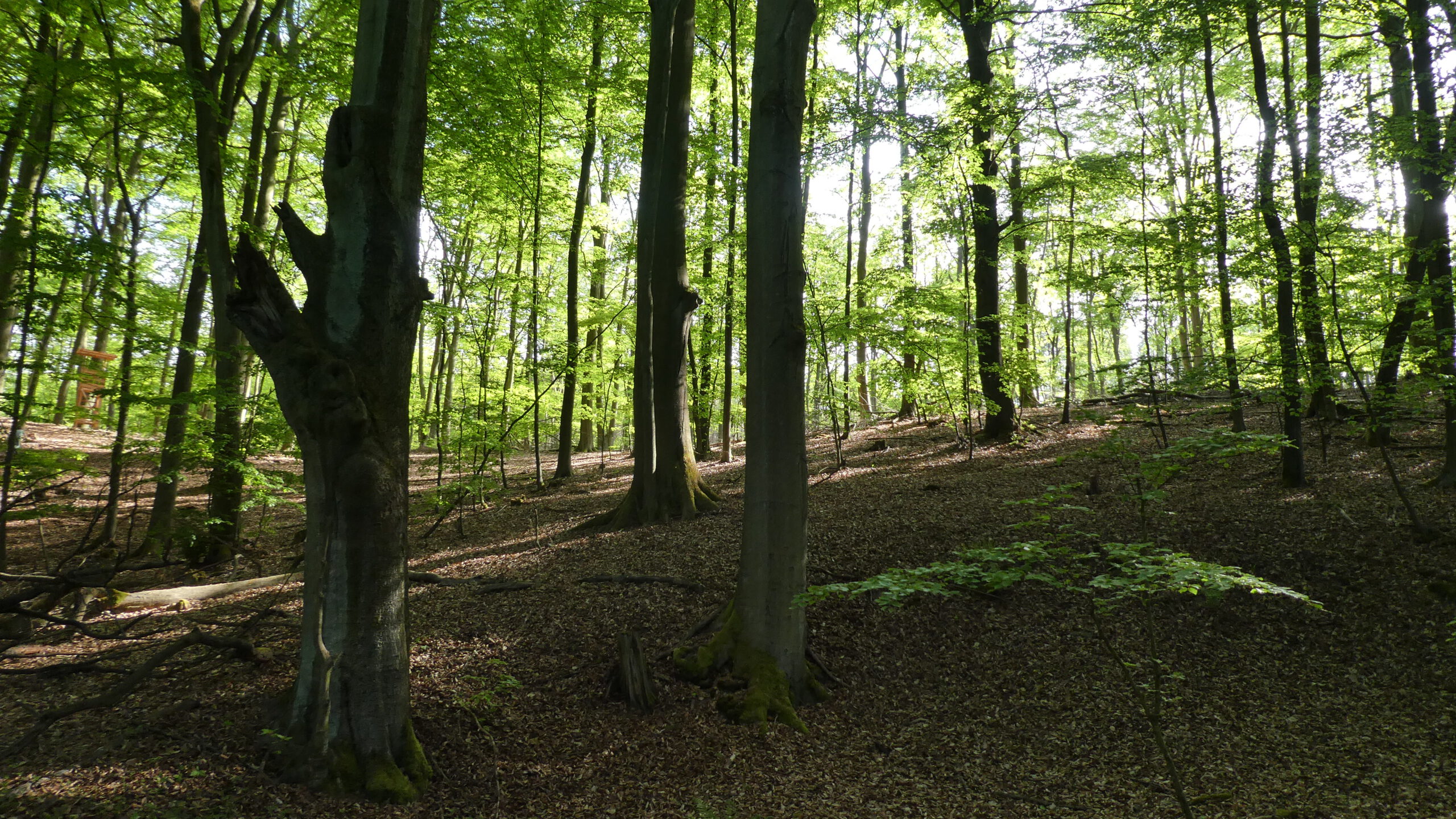 Buchenwald im Schlaubetal