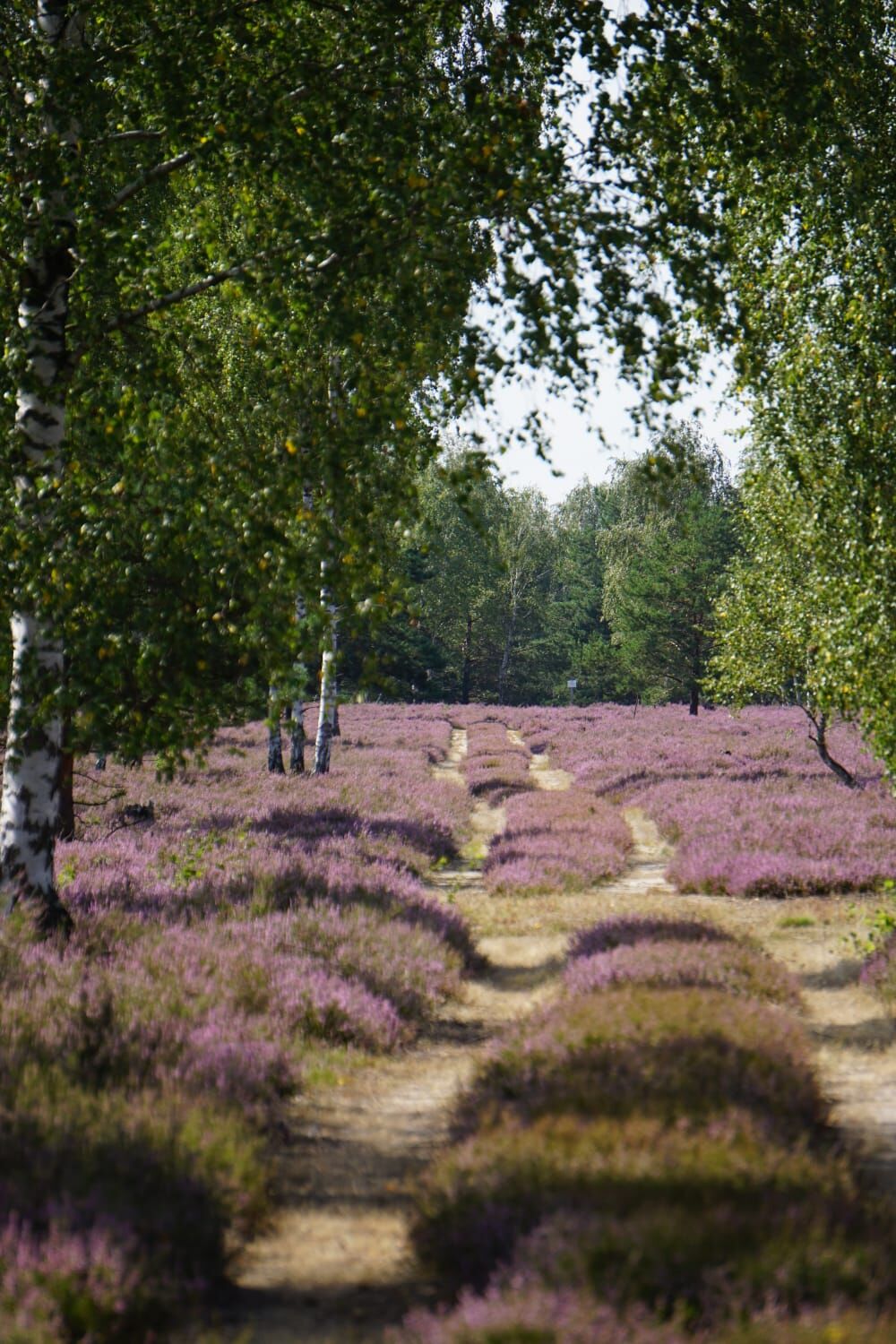 Blühende Heide bei Reicherskreuz