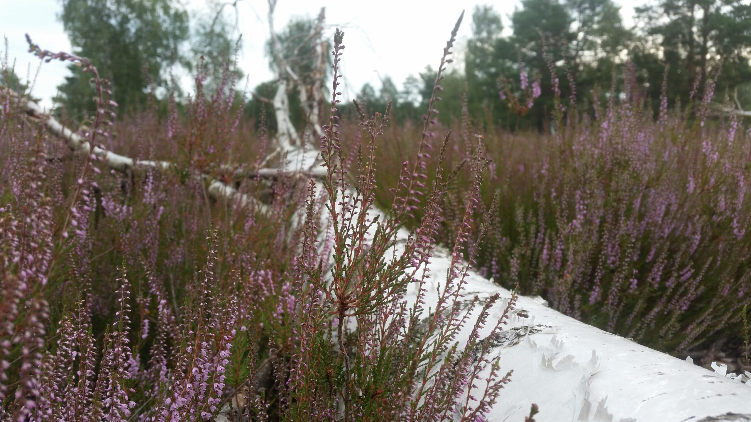 Reicherskreuzer Heide
