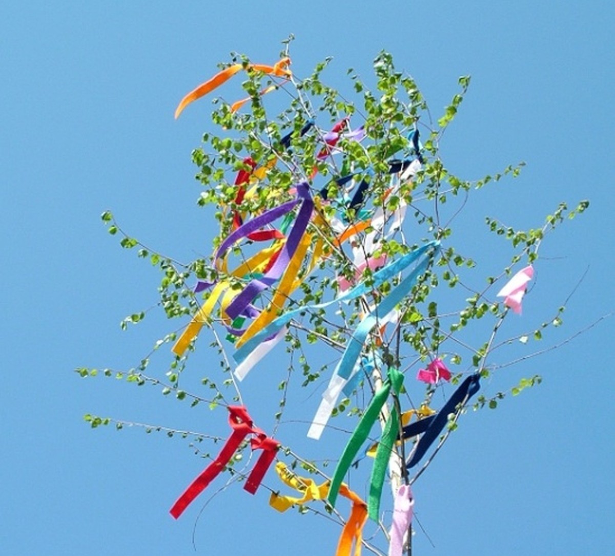 Maibaum