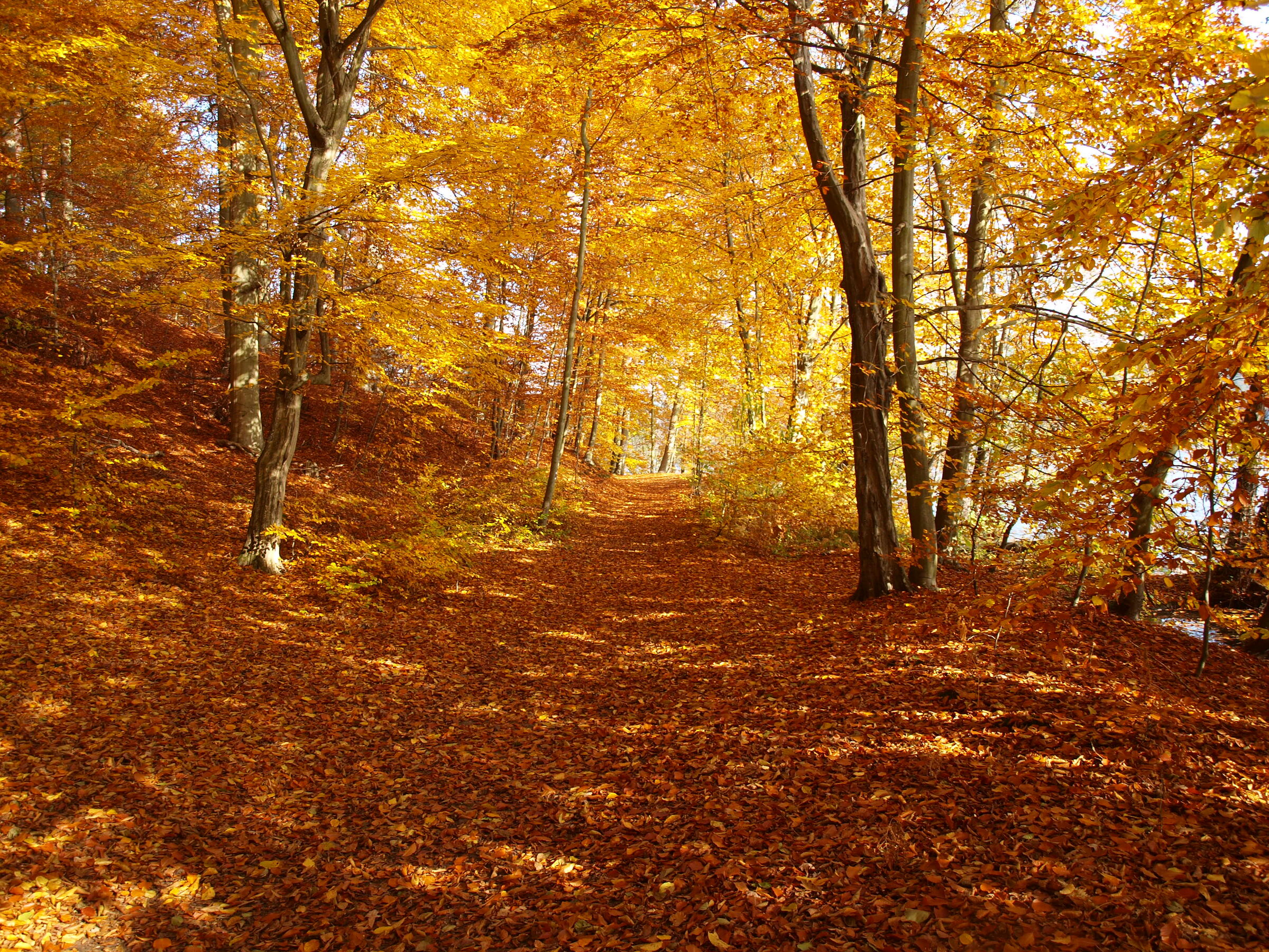 Naturlauf durch das herbstliche Schlaubetal