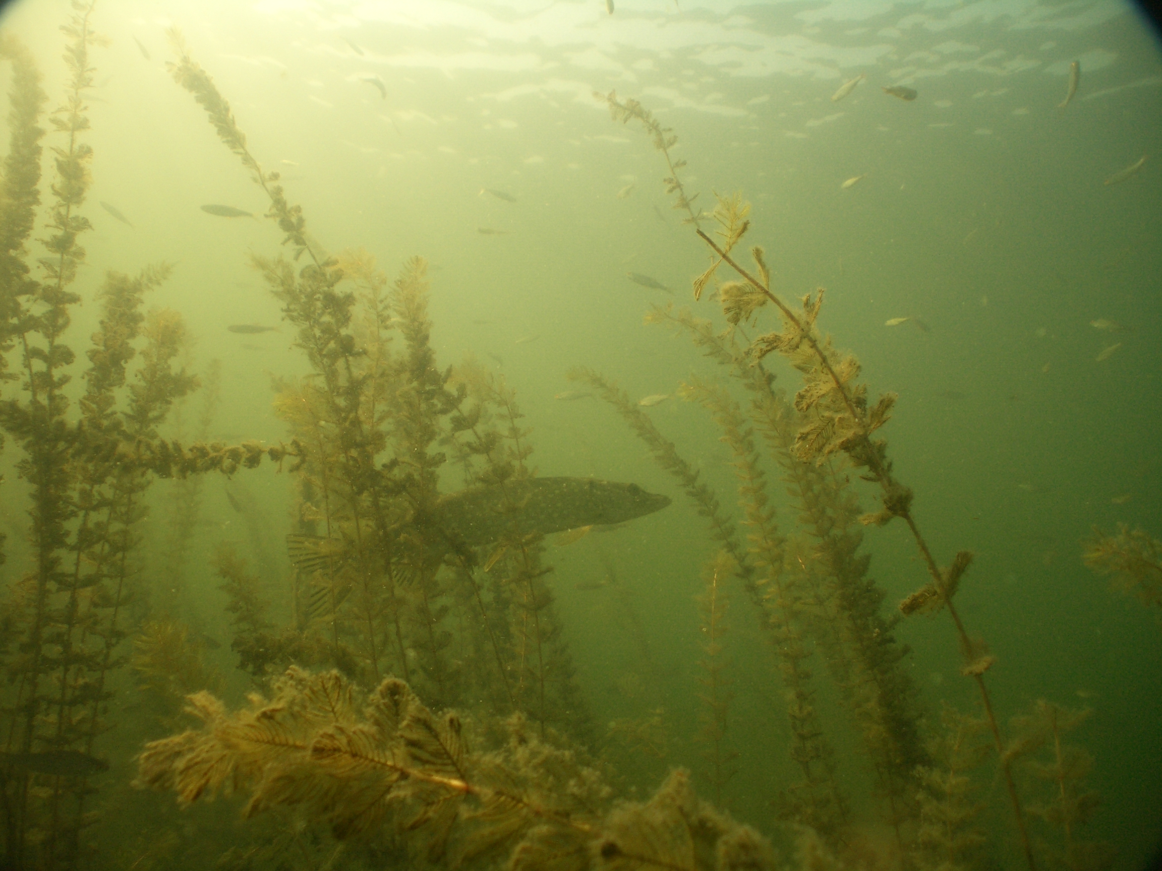 (H)echt gut versteckt - Einblicke in die Unterwasserwelt des Pinnower Sees